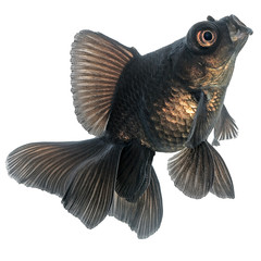 Black  Goldfish on White Without Shade