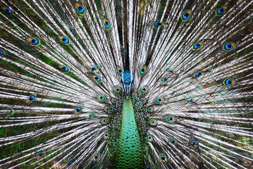 Obraz premium Beautiful Peacock in zoo