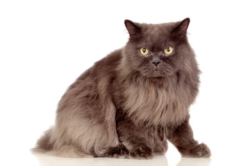 Adorable Persian cat isolated