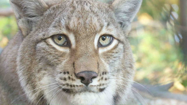 Luchs