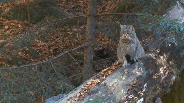 Wildkatze