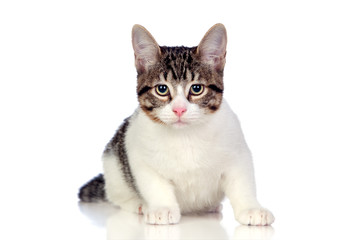 Beautiful gray and white cat