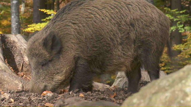 Wildschweine