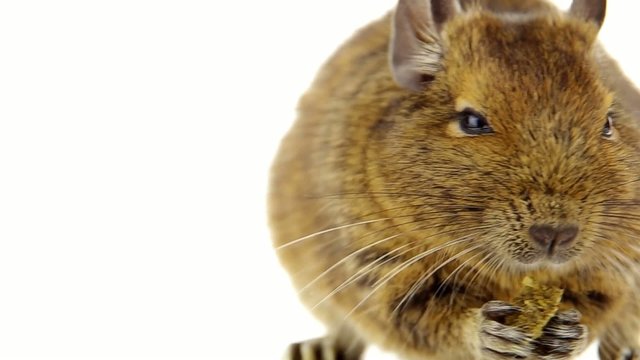Feeding Degu