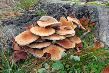 Hallimasch - Armillaria ostoyae