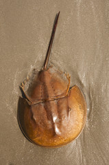 Horseshoe Crab on sand beach,Thailand