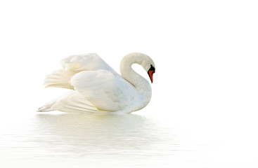 White swan.