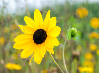 Closeup of a small sunflower