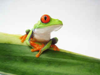 Fototapeta premium Rotaugenlaubfrosch 152, Agalychnis callidryas
