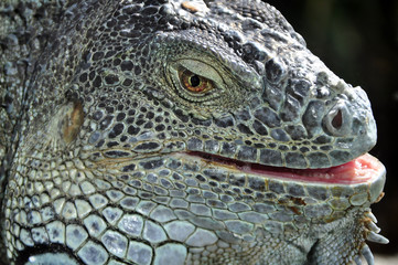 Fototapeta premium Closeup portrait of an iguana