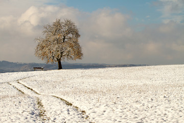 lonely tree in snowy landscape