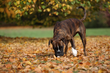 Boxer