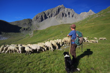 vie d'alpage - berger et son troupeau de moutons