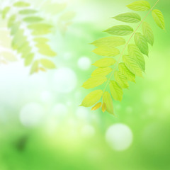 Fototapeta na wymiar green leaves and harmony background season scene
