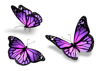 Three violet pink butterfly, isolated on white background