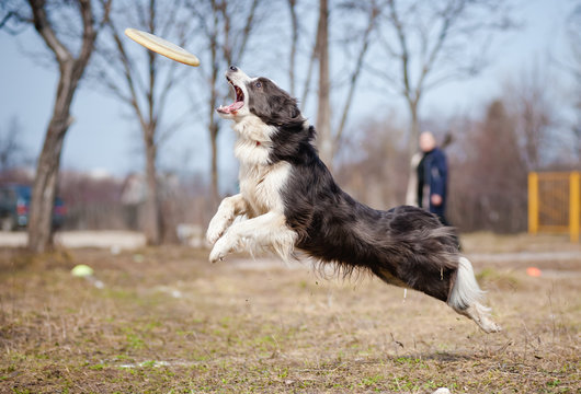 Blue Border Collie catching disc in jump