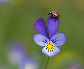 Foto op Plexiglas Lieveheersbeestjes Lieveheersbeestje op hartjes, levendige zomerfoto