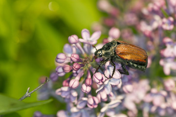 Maybug, Melolontha hippocastani on Common lilac