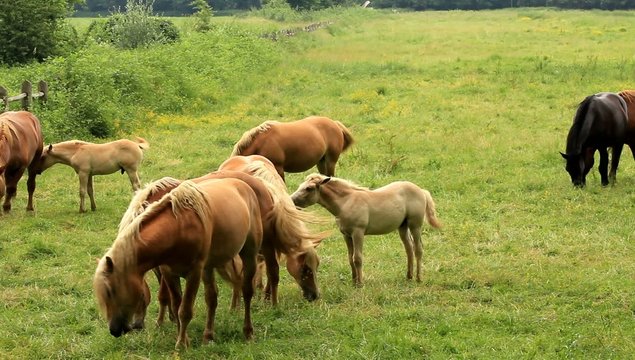 mandria di cavalli in libert&agrave; in un parco