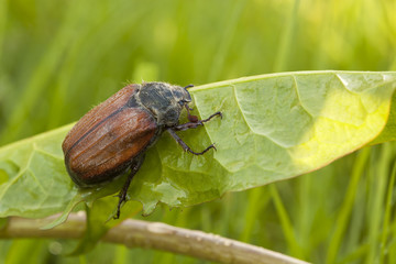Maybug, Melolontha hippocastani on dandelion leaf