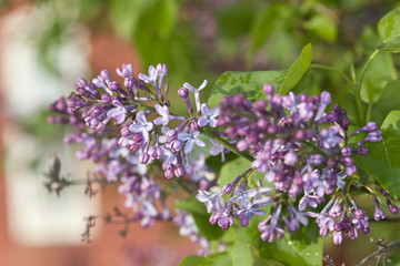 Common lilac (Syringa vulgaris)