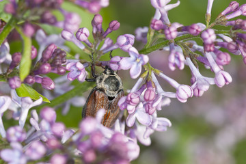 Maybug, Melolontha hippocastani on Common lilac
