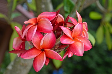Pink Frangipani flowers