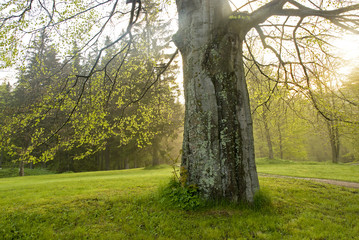 Fototapeta premium Tree