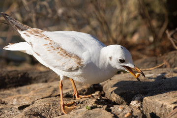 Mouette