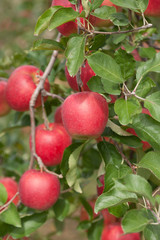 リンゴ畑　陽光