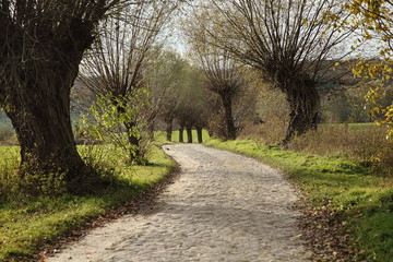 Obraz premium Geschwungene Allee