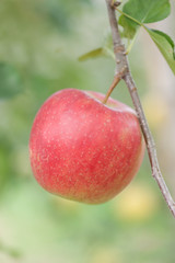 リンゴ畑　陽光