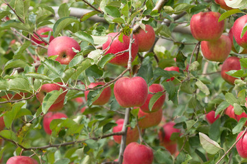 リンゴ畑　陽光