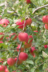 リンゴ畑　陽光