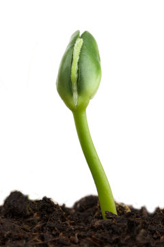 Soy plant
