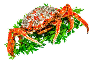 Spider Crab