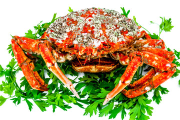 Spider Crab