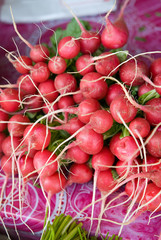 Pile of Radish