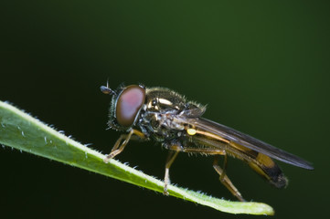 fly on leaf