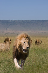 Fototapeta na wymiar Mężczyzna lwy polowanie