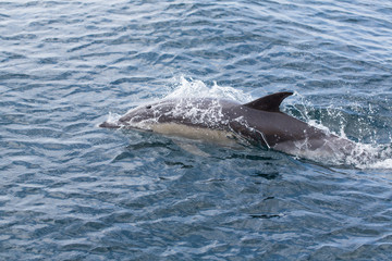 Common Dolphins swimming in ocean