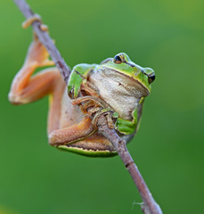 Naklejka premium Frog