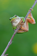 Naklejka premium Frog