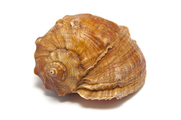 one shell on a white background