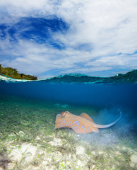 Blue spotted stingray
