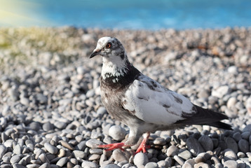 Gray pigeon on the stones