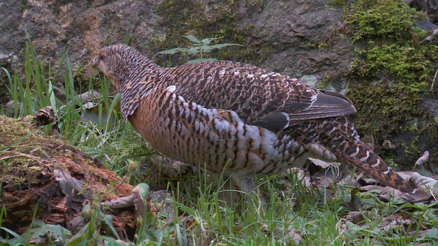 Auerwild