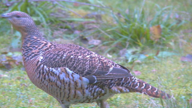Auerwild