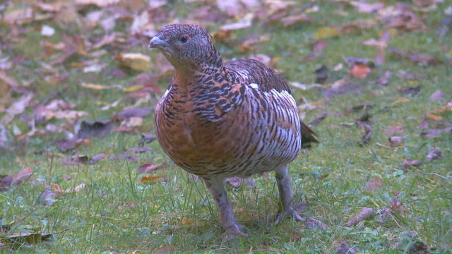 Auerwild