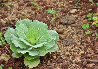 chinese kale vegetable